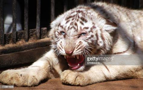 Indian White Tiger At Nehru Zoological Park At Hyderabad Photos And