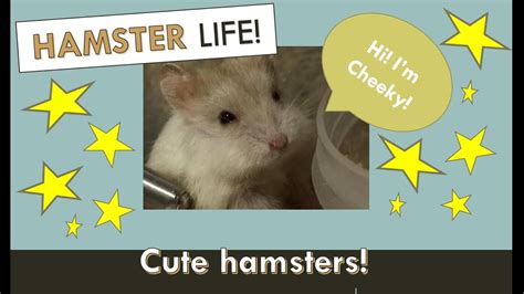 Hamster Fun Facts Feat Our Cute Hamsters Youtube