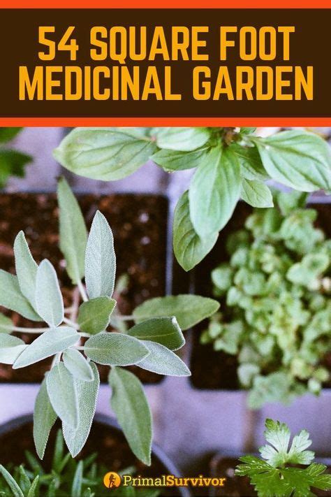 54 Square Foot Medicinal Garden Plan Medicinal Garden Vegetable