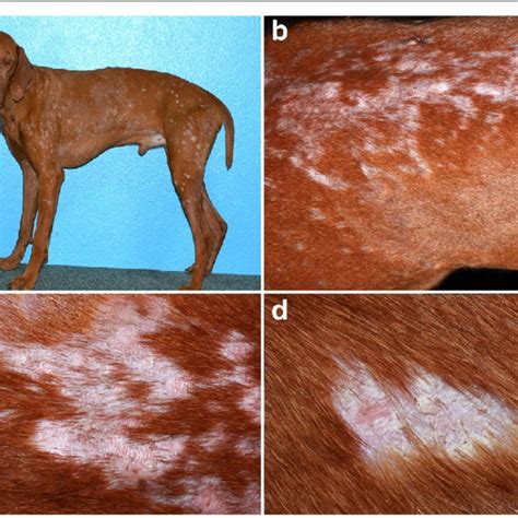 Clinical Characteristics Of Canine Exfoliative Cutaneous Lupus