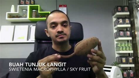 Bubuk buah ini bisa diminum bersama dengan air hangat untuk meringankan sembelit. TYZO Buah Tunjuk Langit - YouTube