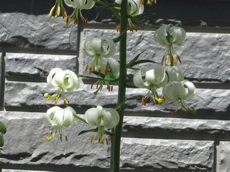 Martagon Lilies For Shade Gardens — Favorite Perennials