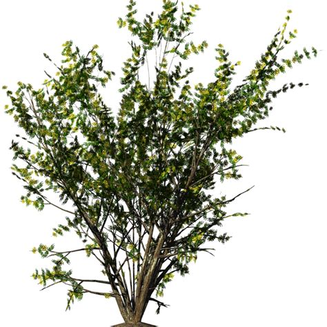 Shrubs Png Christmas Flowers Acacia Bush 42048 Free Icons And Png