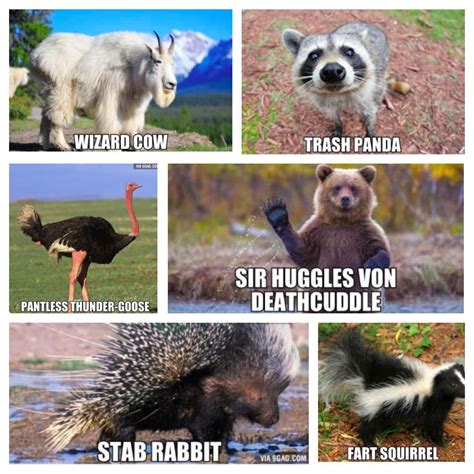 Pin By Jenny Leese On I Lold Funny Animal Names Funny Animal Memes