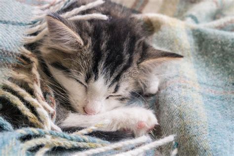 Tabby Kitten Wrapped In Wool Blanket Stock Image Image Of Cute