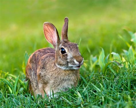 Wild Rabbit Photos And Information Thriftyfun