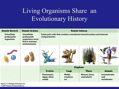 Ppt All Organisms Are Classified By Evolutionary Relationships