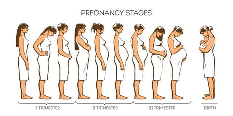 Stages Of Pregnancy Trimesters