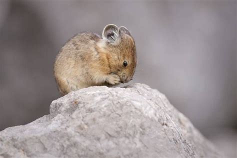 Meet The Mouse Bunny That Could Vanish From The Us American Pika