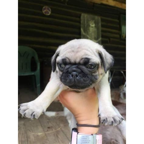 Adopt a rescue dog through petcurious. Pug puppies for adoption in New Castle, Delaware - Puppies ...