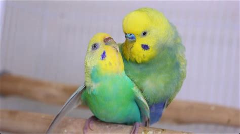 Budgies Parakeets Mating Breeding YouTube
