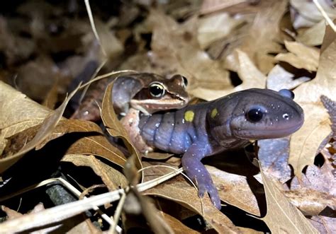 Salamanders Spring Migration Reminds Us Of Natures Resilience Wksu