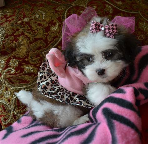 Look At My Beautiful Baby Maltese Hybrids We Adore Our Puppies