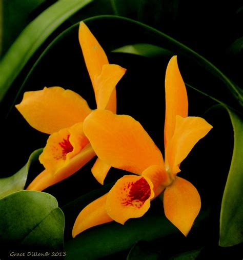 Orange Orchids Photograph By Grace Dillon Pixels