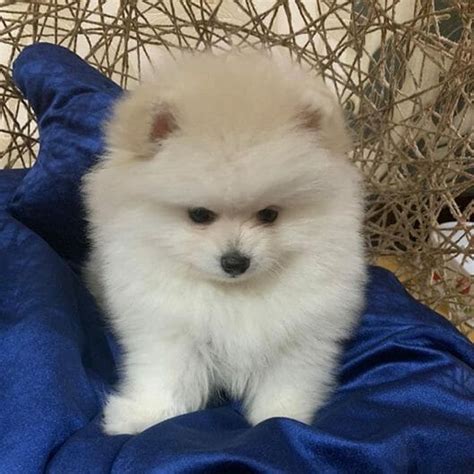 14 Cool Facts You Didnt Know About Pomeranians Page 3 Of 3 Petpress