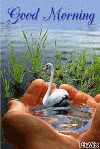 Hand Holding Swan Good Morning Pictures Photos And Images For