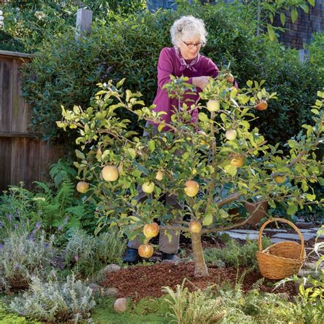 Useful Tips For Growing Fruit Trees At Home Knowinsiders