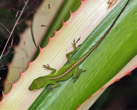 Female Green Anole Lizard Blends In Flickr Photo Sharing