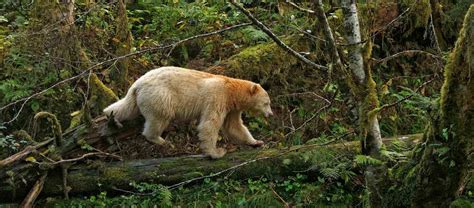 Canada Spirit Bear Tour Great Bear Rainforest Apex Expeditions