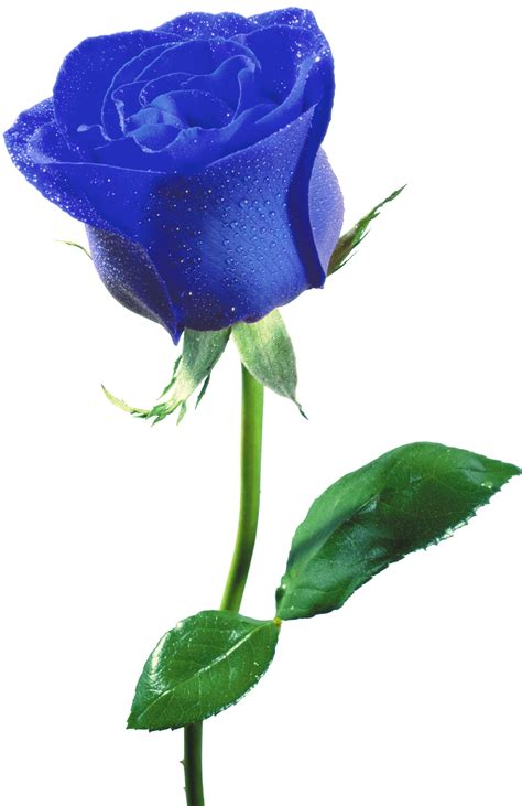 Single Blue Rose With Water Droplets