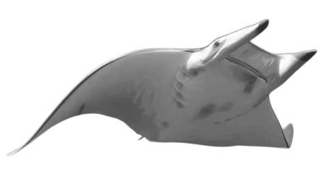 Collection Of Manta Ray Png Pluspng