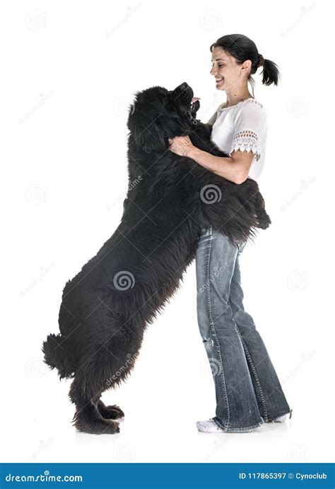 Newfoundland Dog And Woman Stock Image Image Of Girl 117865397