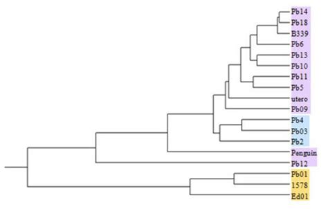 Dendrogram Of Random Amplified Polymorphic Dna Rapd Analysis Of 18 P