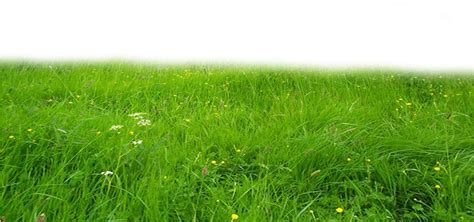 Grass Ground Png Transparent Images Png All