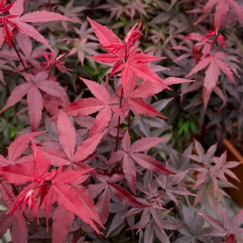 Buy Japanese Maple Acer Palmatum Twomblys Red Sentinel