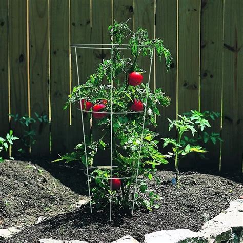 54 In Galvanized Steel Wire Round Tomato Cage Buy Tomato Climbercone