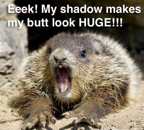 Punxsutawney Humor Groundhogs Day Meme It Is The Site Of The Annual