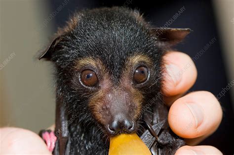 Spectacled Flying Fox Stock Image C0138166 Science Photo Library