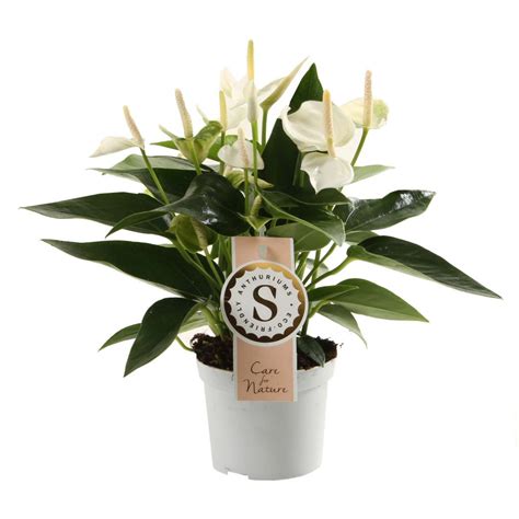 The more light and warmth that your anthurium gets, the more water it will need, so check the soil for dryness every few days. White Champion | Stolk Brothers