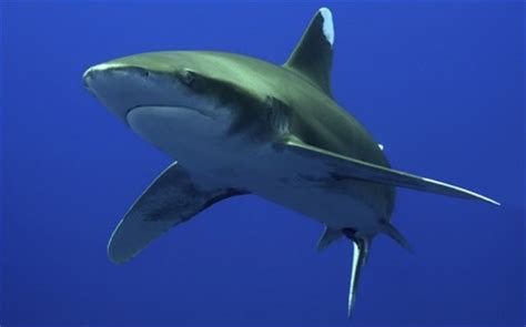 Oceanic Whitetip Sharks The Sharks That Have Eaten The Most People