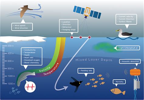 Frontiers Animal Borne Telemetry An Integral Component Of The Ocean