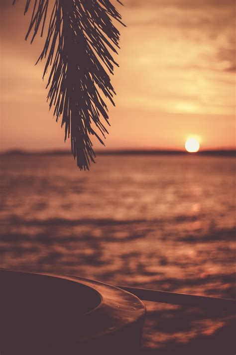 Silhouette Of Tree With Body Of Water Background Photo Free Sunset
