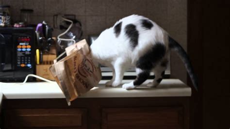 It's nearly impossible to stop a cat in heat from meowing it's best to wait for a week or two after signs of heat subside before spaying your cat. Cat Gets Head Stuck In Chip Bag - Falls Off Counter - YouTube
