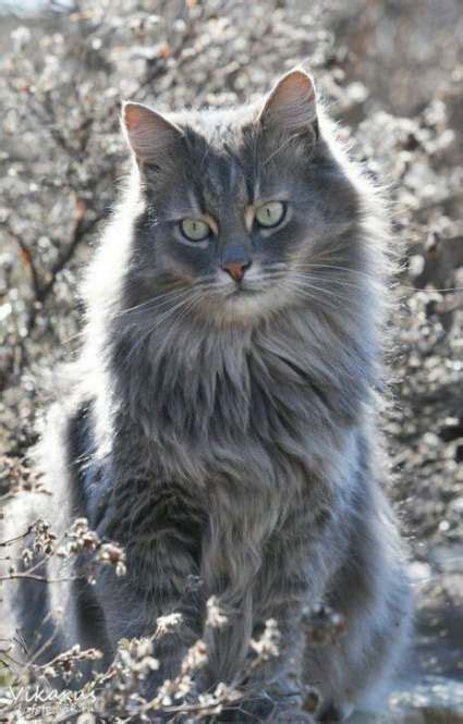 It is specially blended for indoor feline and is made with real meat including deboned duck, chicken, and cod. 42+ Best Ideas cats grey long hair #cats #hair | Cool cats ...