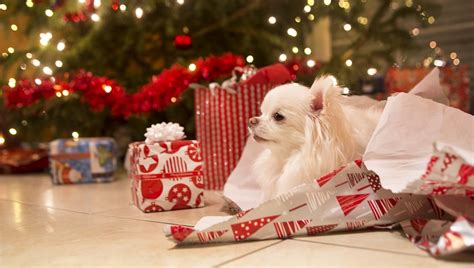 9 Dogs Who Cant Wait To Tear Open Christmas Ts Videos Dogtime