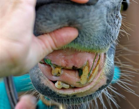 Mind The Gap Feeding The Toothless Horse Healthy Horses Horse Care Tips