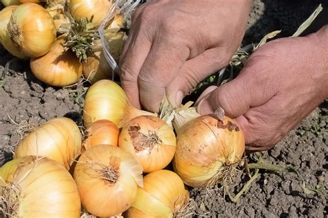 Growing Onions from Seed to Harvest - Squire's Garden Centres