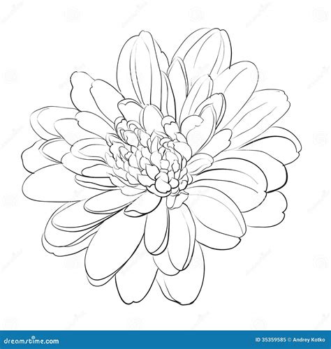 White Chrysanthemun Chrysanthemum Drawing Flower Drawing