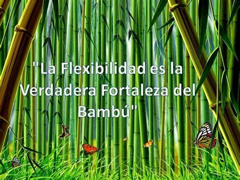 La Flexibilidad Es La Verdadera Fortaleza Del Bambú Reflexiones