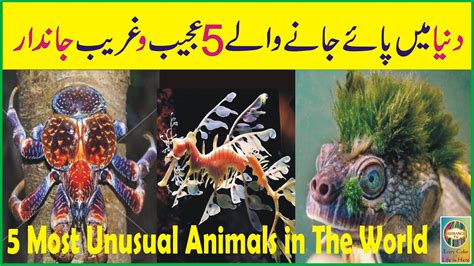 5 Most Unusual Animals In The World Must Watch The Video Till End Youtube