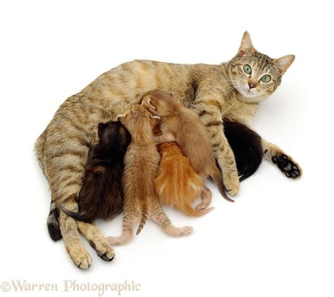 Tabby Mother Cat Suckling Her Kittens Photo Wp15747