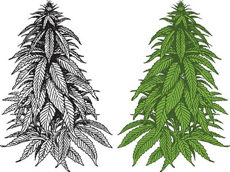 Cannabis Plant Illustrations Royalty Free Vector Graphics