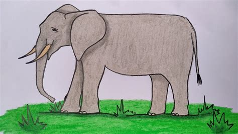 Bunga terdiri dari beragam jenis dan warna. Menggambar gajah || Cara menggambar dan mewarnai binatang ...