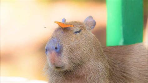 Is It A Pig Is It A Dog No Its A Capybara Hhs Soaring Eagle