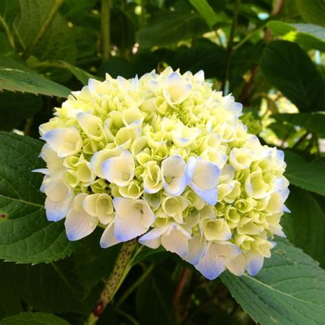 We would like to show you a description here but the site won't allow us. Pin by Masadah Md Shah on My favourite flower ..hydrangeas ...