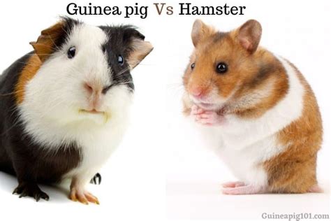 Guinea Pig Vs Hamster Should I Get A Guinea Pig Or Hamster